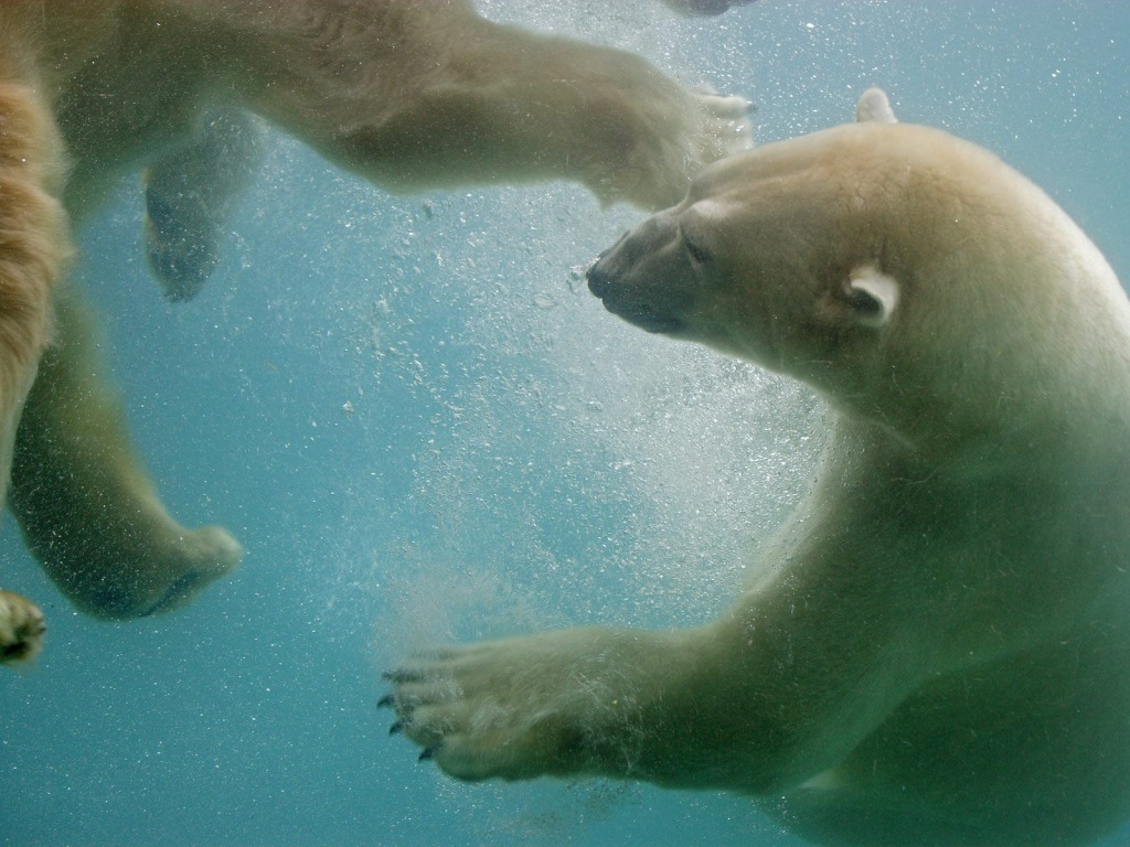 Swimming Polar Bear Wallpaper Bears Animals Wallpapers in jpg 