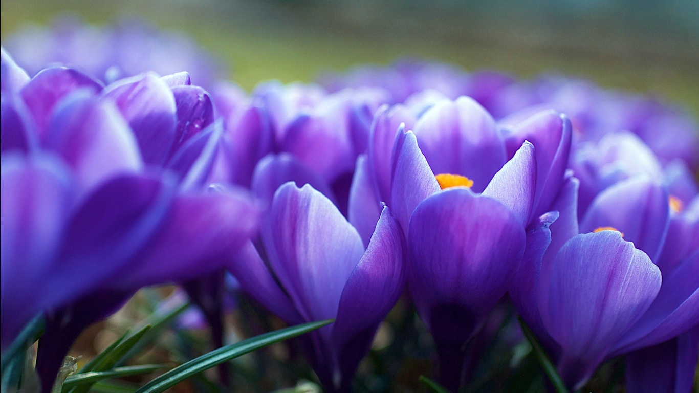 download free flowers