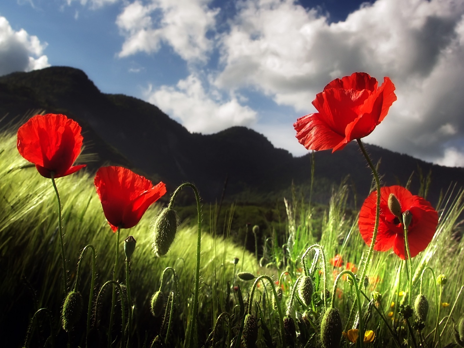 poppy wallpaper flowers nature