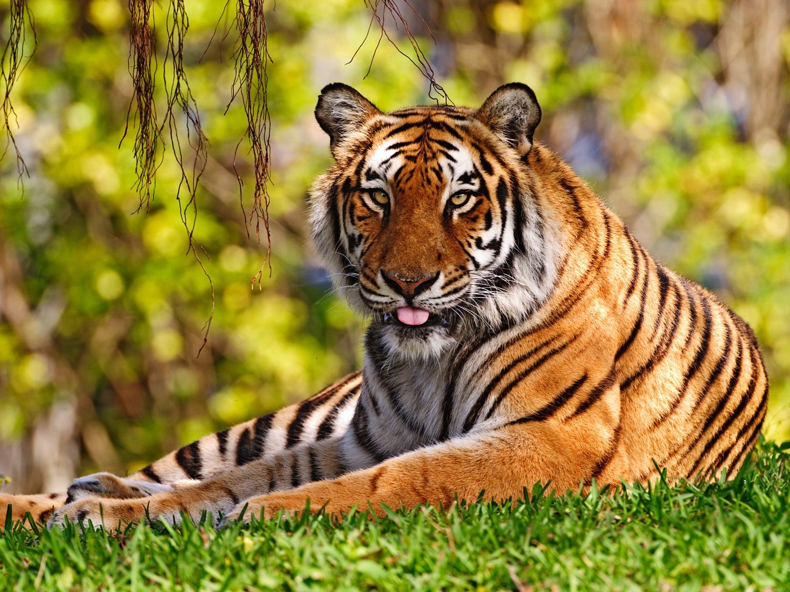tiger tongue wallpaper tigers