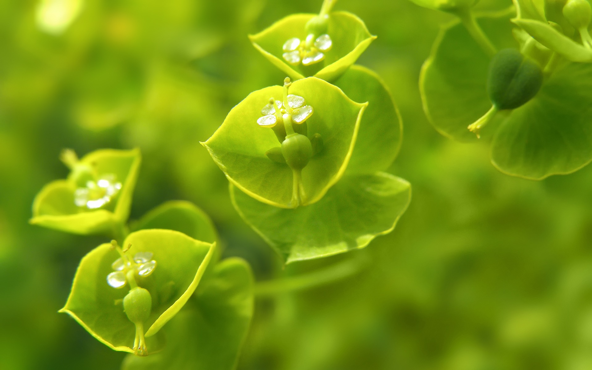 in the green wallpaper