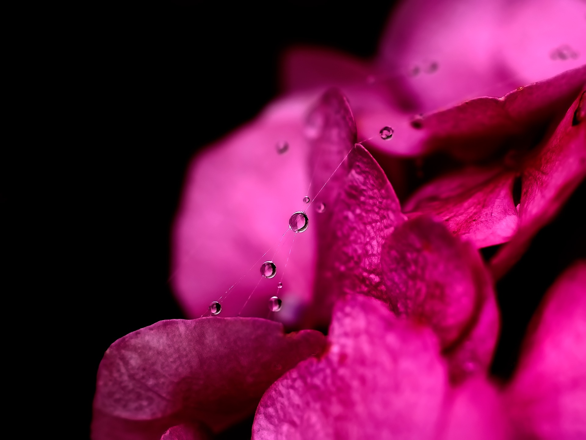 Best Cymbidium Orchids ideas on Pinterest Pink orchids 