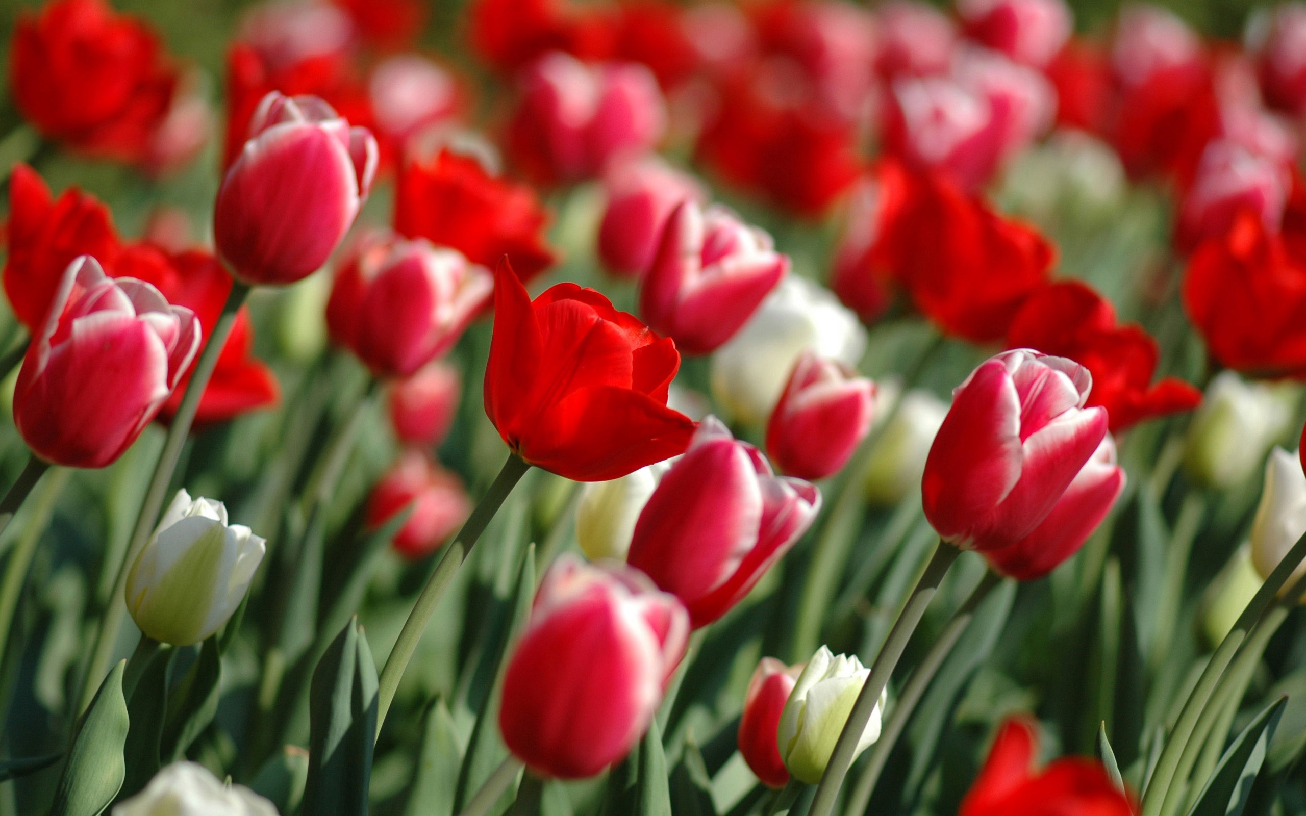 Bunga Tulip Wallpapers For Free Download About 59 Wallpapers