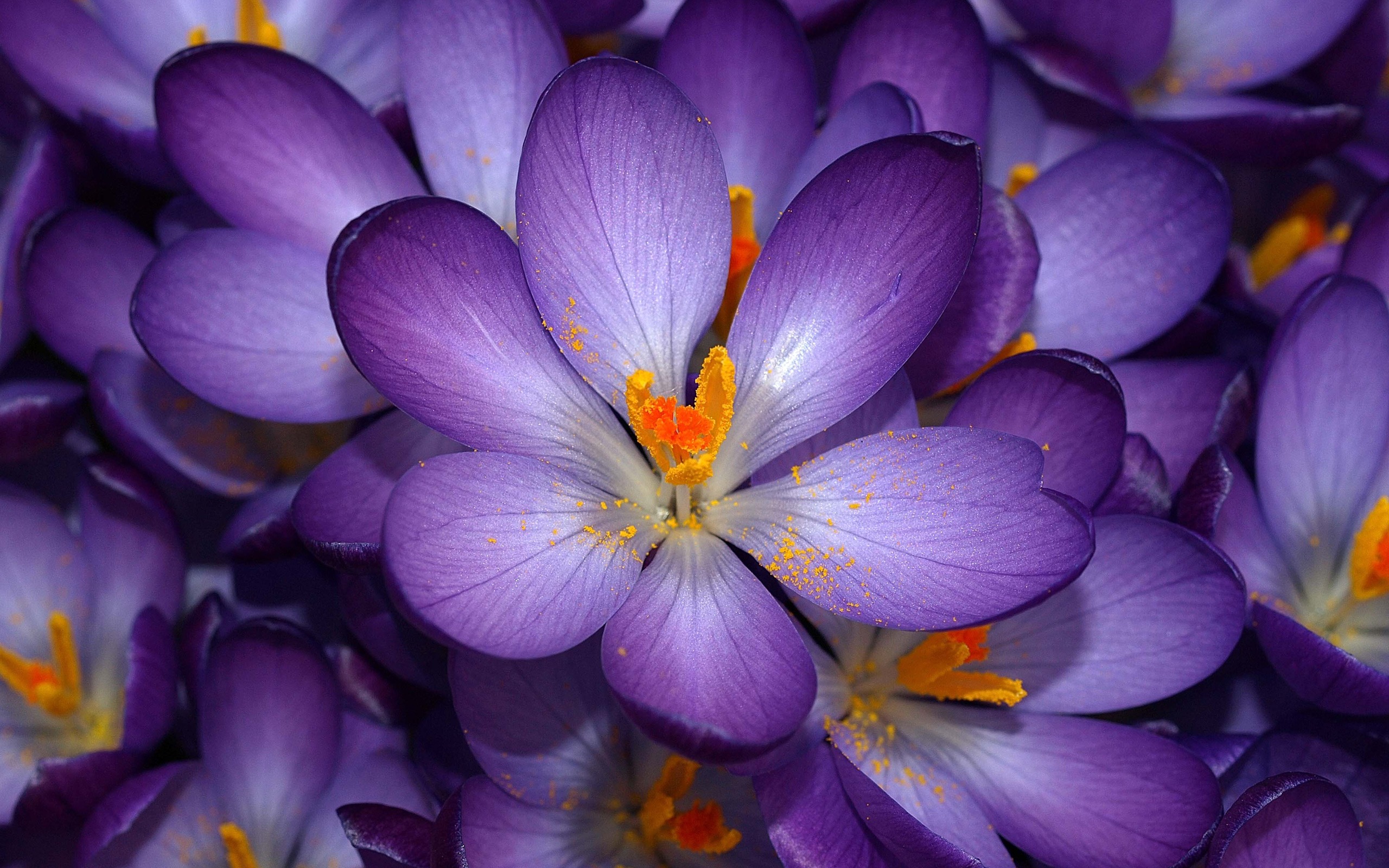 purple fowers