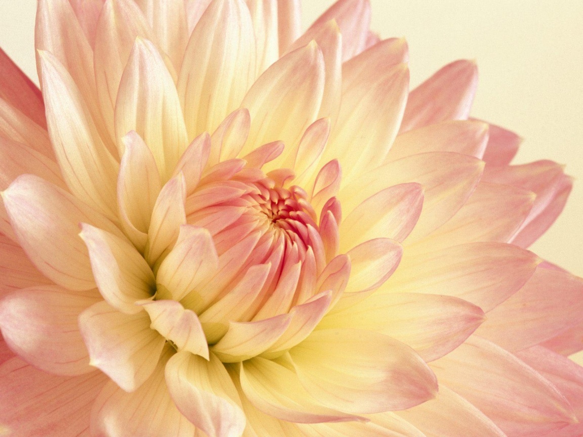 Beautiful Flower 2 Wallpapers in jpg format for free download