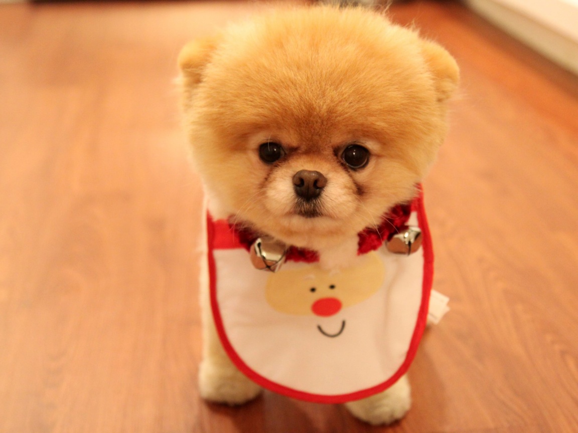 Cute Dog Christmas Wallpapers in jpg format for free download