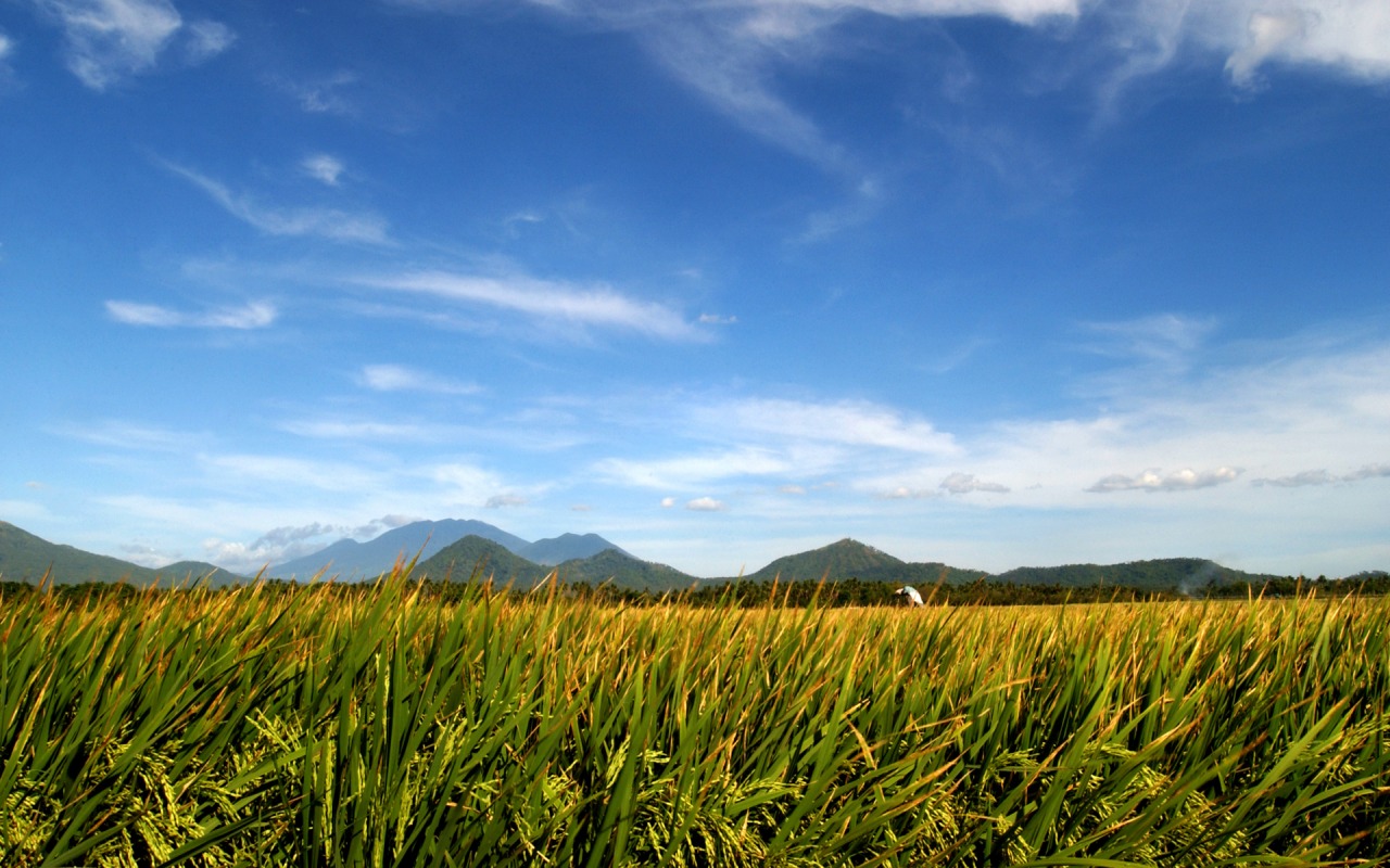 Rice Wallpaper Plants Nature Wallpapers In Jpg Format For HD Wallpapers Download Free Map Images Wallpaper [wallpaper376.blogspot.com]