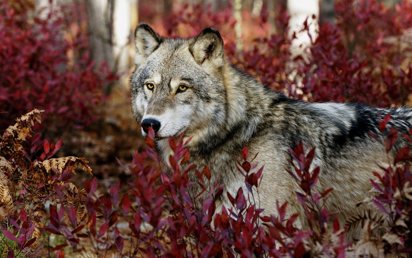 Gray Wolf Wallpapers in jpg format for free download