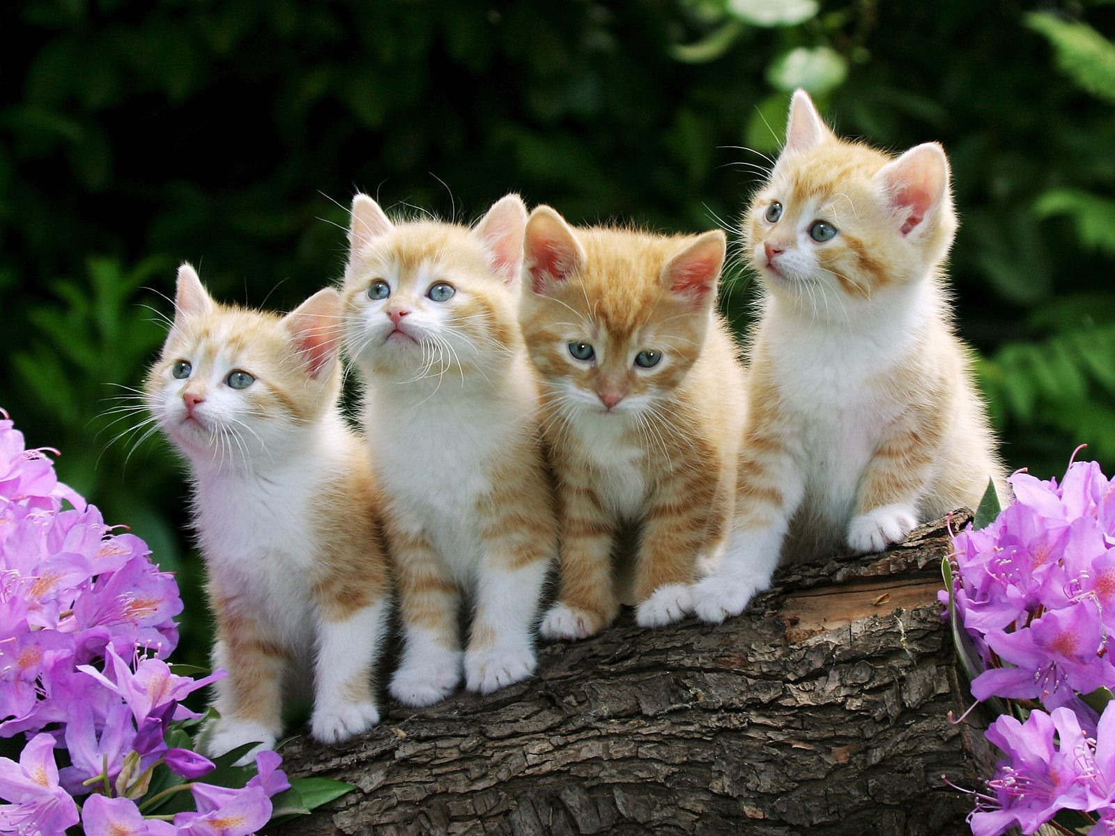 Kittens Wallpaper Cats Animals Wallpapers in jpg format ...