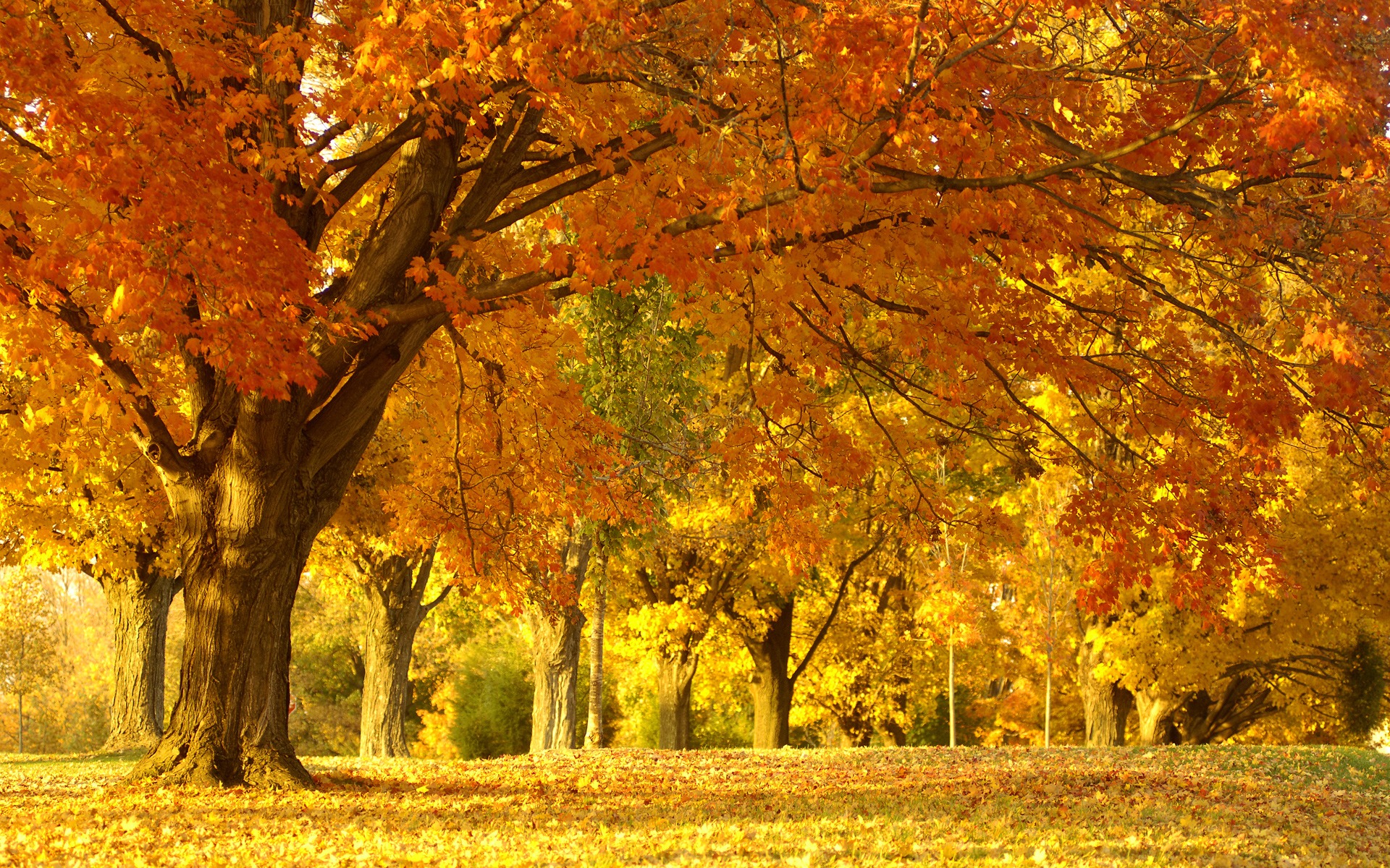 Golden Autumn Tree Wallpaper Autumn Nature Wallpapers in jpg format for