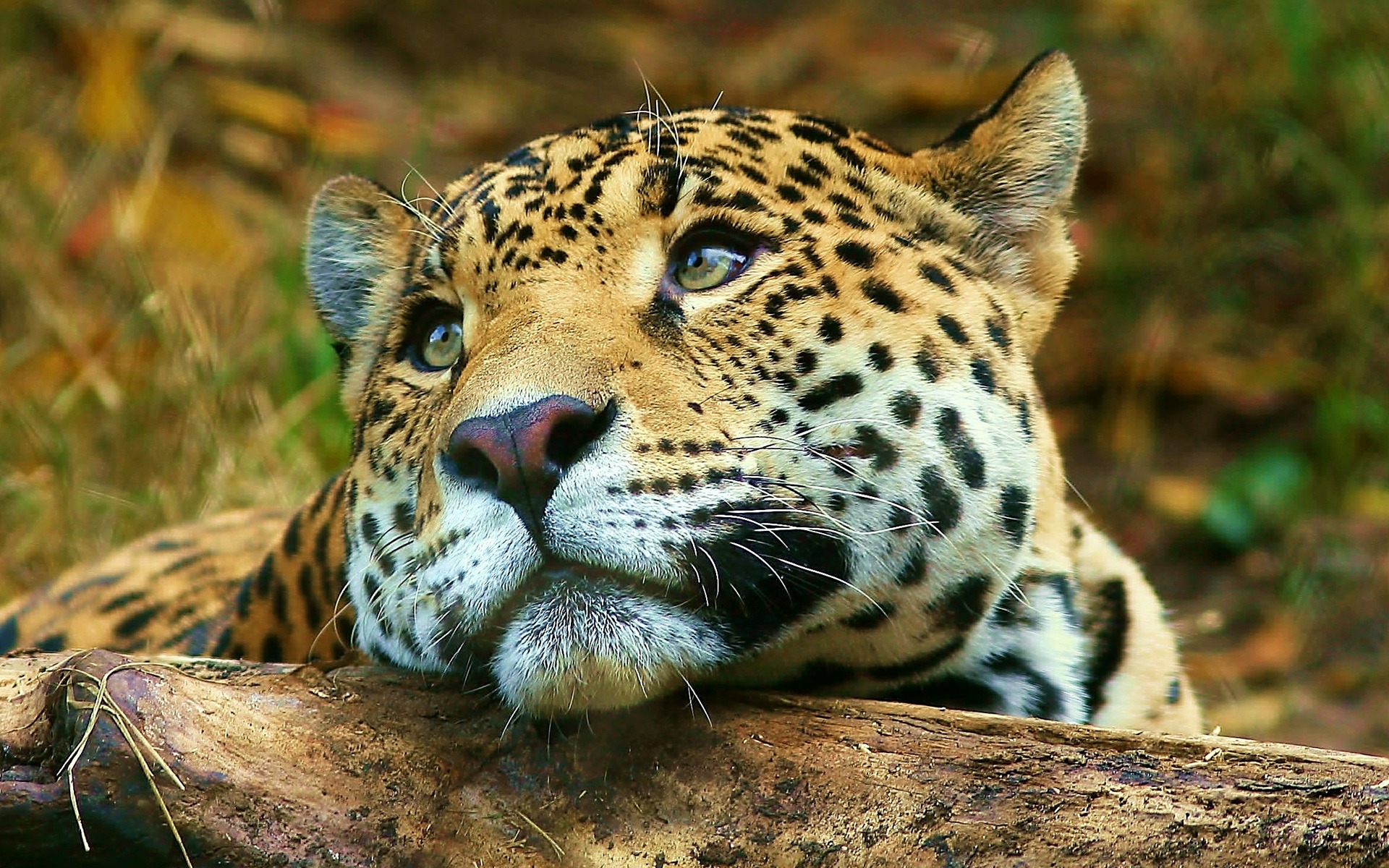Leopard daydreaming Wallpaper Big Cats Animals Wallpapers ...