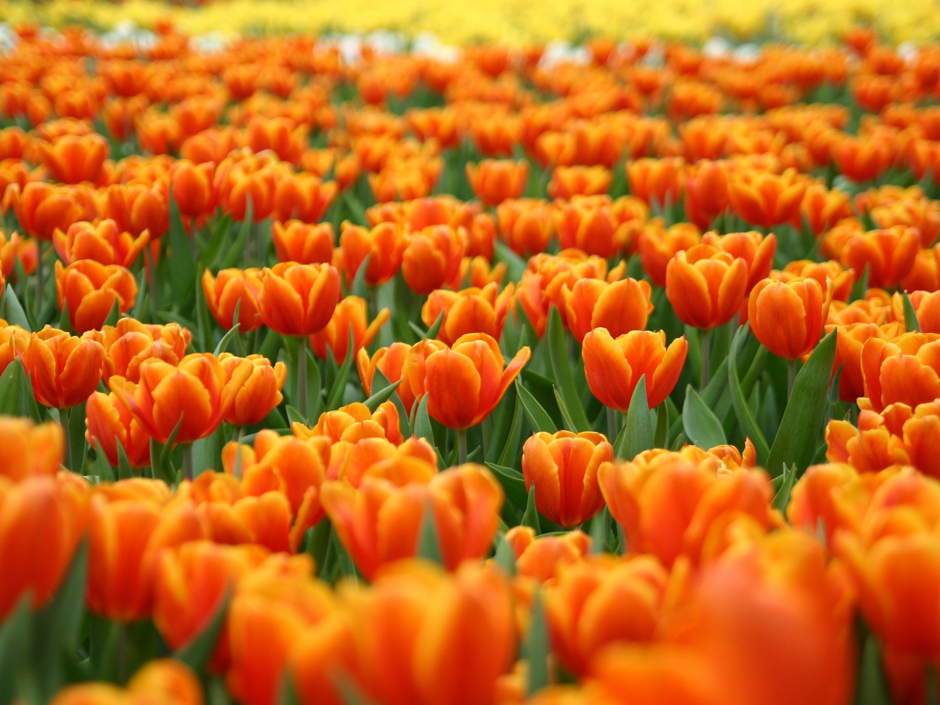 Orange Tulips Wallpaper Flowers Nature Wallpapers in jpg format for