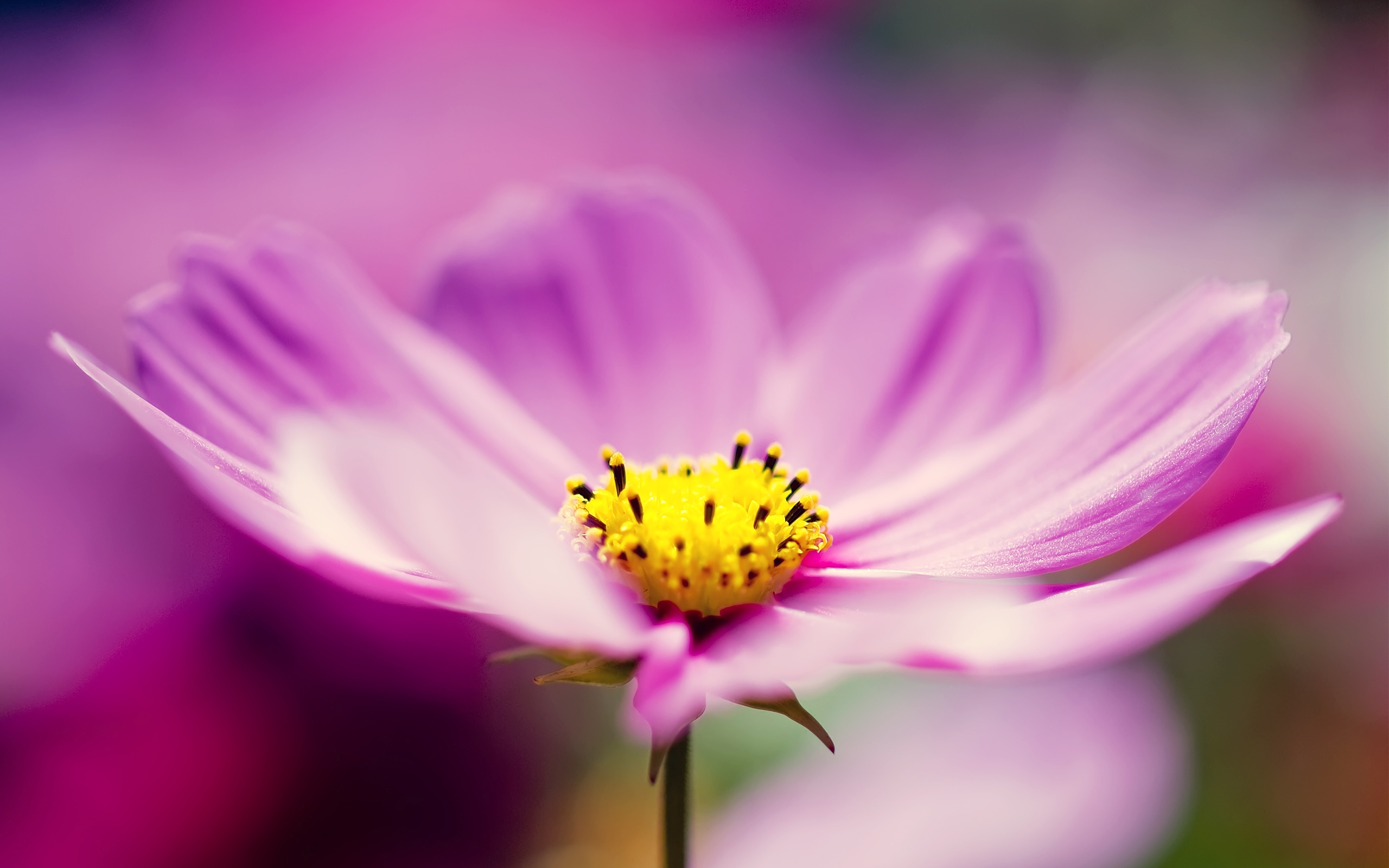 Purple Cosmos Flower Wallpapers in jpg format for free download