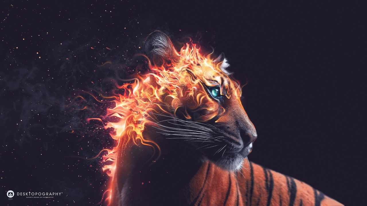 Tiger Fire Wallpapers in jpg format for free download