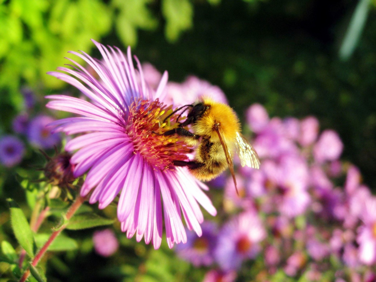 Honey Bee Wallpapers in jpg format for free download