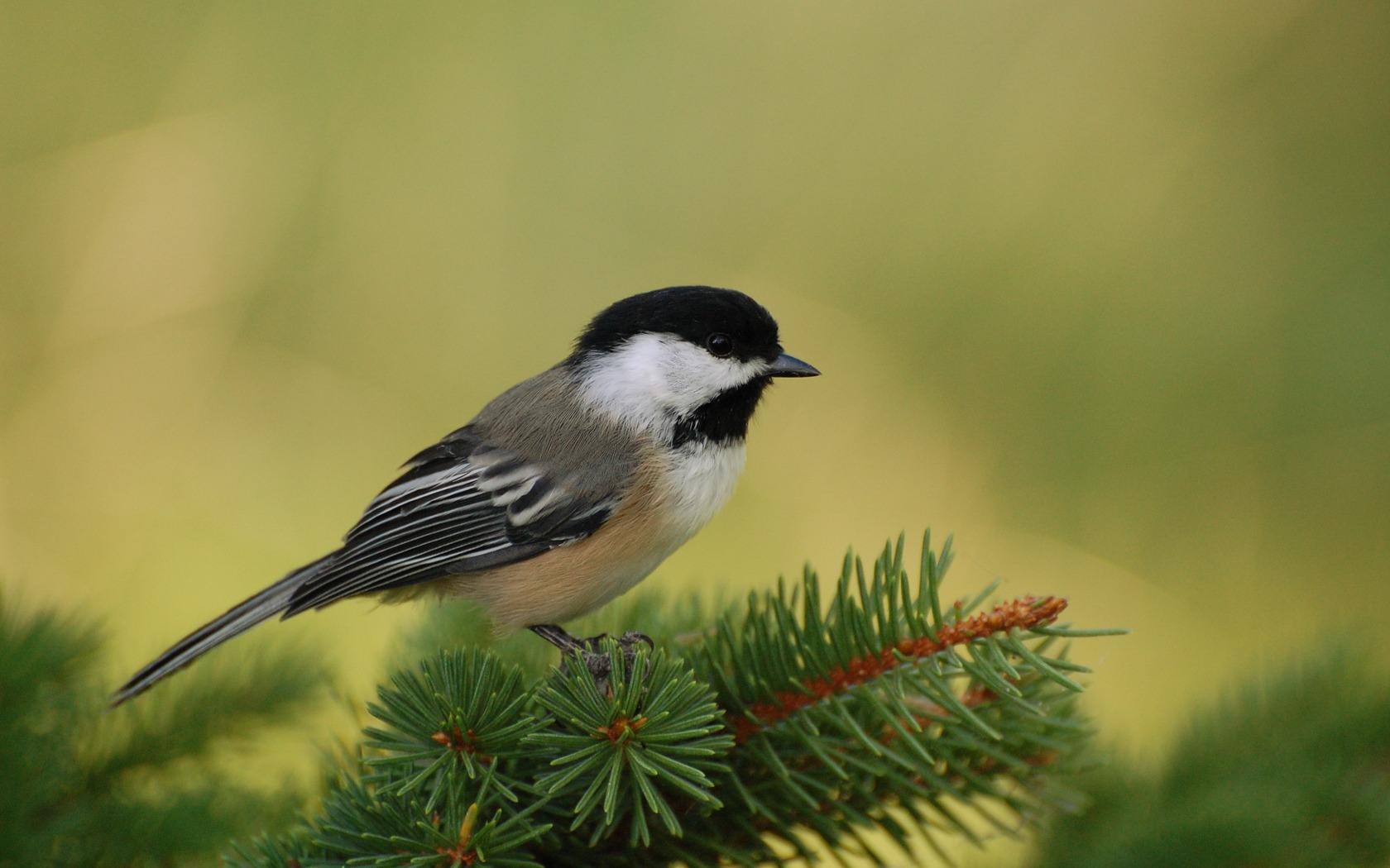 Chickadee Perch Wallpaper Birds Animals Wallpapers in jpg format for ...