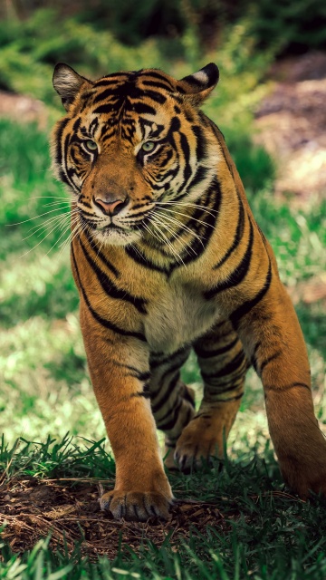 Savanna Tiger Wildlife Wallpapers in jpg format for free download
